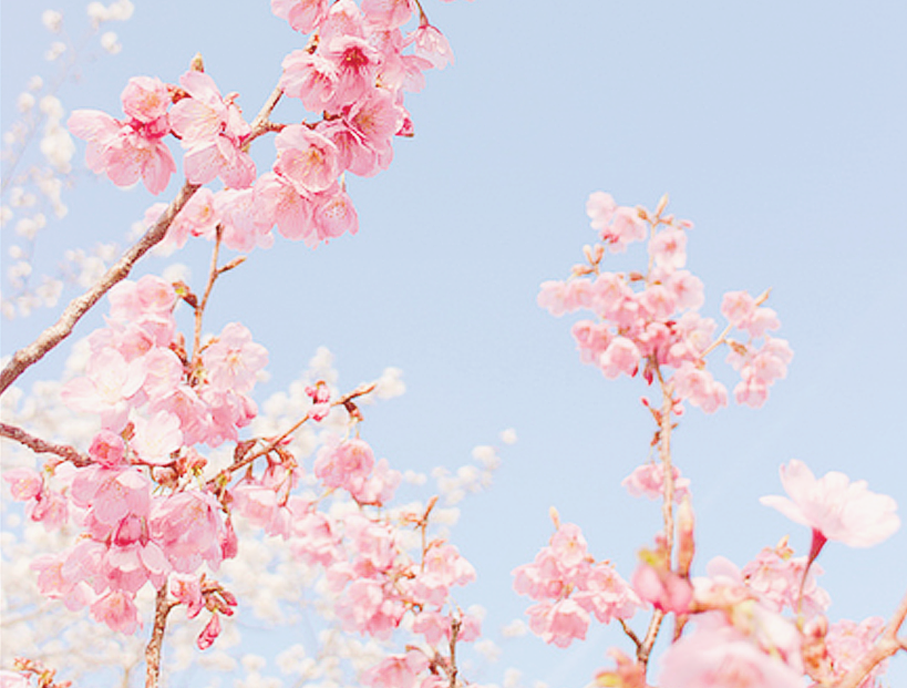 cherry blossom, japan and nature - image #2544546 on Favim.com