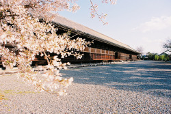 omoi-de:  三十三間堂,京都,日本, Japan,Kyoto,Sakura by AJ1008 on Flickr.