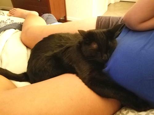 justcatposts:  “My wife is 30 weeks pregnant, and this is how her cat cuddles with her.” (Source)