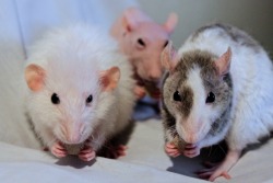 prancing-rats:  my rats look huge here! but i promise you they’re actually really tiny 