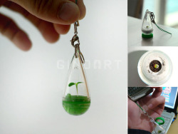 nar-rayya:  GIVEAWAY TIME!  Hi Guys! It’s Giveaway time again! This time it’s marimo and a bonsai phone charm.  WHAT YOU COULD WIN:  -5 nano marimo or a bonsai phone strap ( cant get both sorry I have a budget) - 4 medium/large sized marimo RULES: