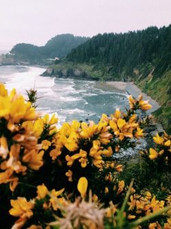 vicloud:This beach on California have the most beautiful flowers. USA is always a good option