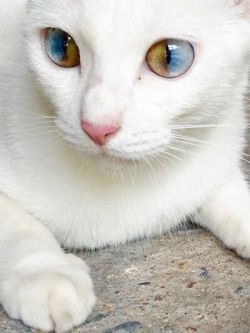 peachpetrichor:If anyone happens to be wondering, this is called “Secular Heterochromia”