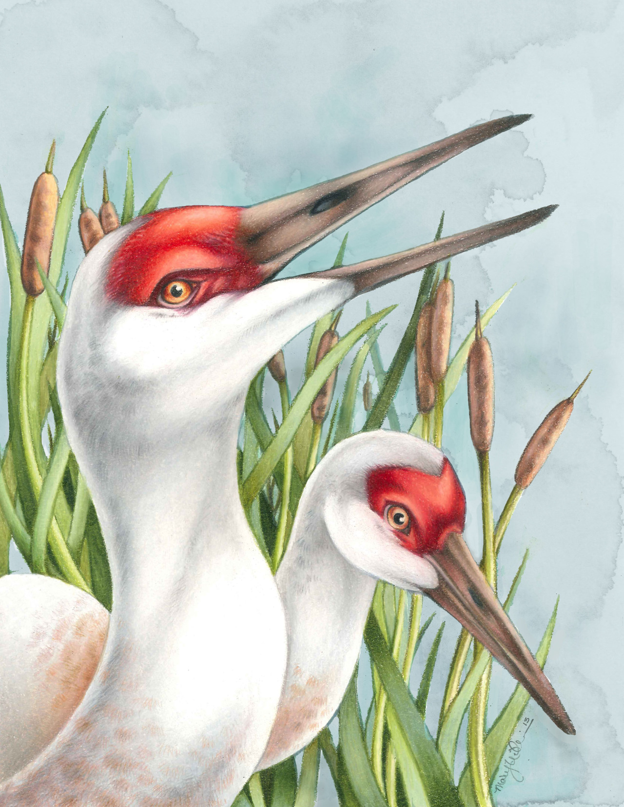 Sandhill Cranes. Colored Pencil, Watercolor, Digital. 8.5&quot;x11&quot; Follow me at: http://marywilliams.tumblr.com/ Prints are available if you&rsquo;re interested! :)