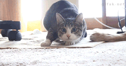 thecutestofthecute:  meladoodle:  this cat literally transforms into a hovercraft  oh my god