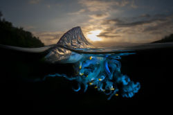 nubbsgalore:  photos by matt smith from the Illawarra coast in new south wales of bluebottles. despite its resemblance to the jellyfish, the bluebottle is more closely related to coral. known as a zooid, the bluebottle (or portugese man of war) is a