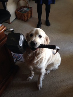 rosebadwolf-tyler:   dduane:  thyartisdisney:  LABRATHOR  “Worthy.”  #pretty sure all dogs are worthy enough to carry the hammer#can you imagine thor going to a dog park and playing fetch with the hammer#’go mighty canine friend fetch me my hammer