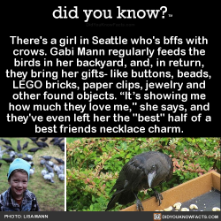 did-you-kno:  There’s a girl in Seattle who’s bffs with  crows. Gabi Mann regularly feeds the  birds in her backyard, and, in return,  they bring her gifts- like buttons, beads,  LEGO bricks, paper clips, jewelry and  other found objects. “It’s