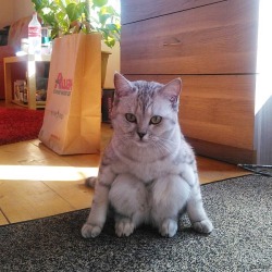awwww-cute:I’ve never seen a cat sit like this before