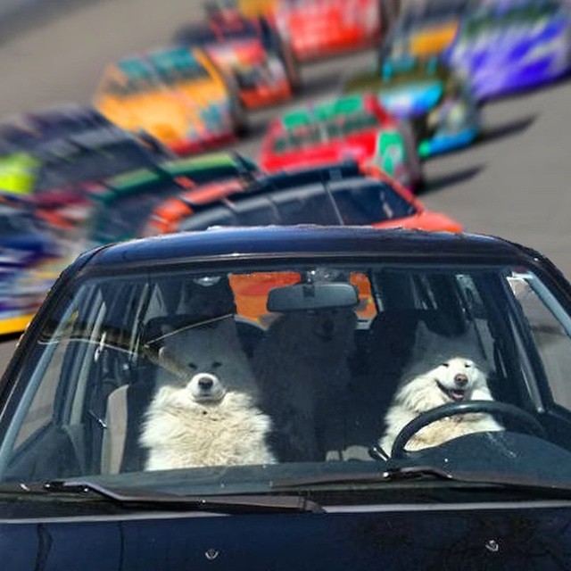 Funny dogs driving cars