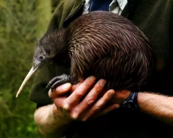 Kiwi eggs are huge.Not as big as (say) ostrich eggs, but compared to the size of a full-grown kiwi, they’re enormous. While kiwis have the biggest egg for their body size out of all birds, ostriches have one of the smallest.To be specific, around a