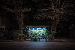 arpeggia:  Paolo Fusco - Fiori 24h Artist’s statement: &ldquo;Hardly anything is open 24h in Rome: a few bars, a few stores, self service gas stations and flower kiosks, a lot of flower kiosks. You can find them everywhere in the city and they never