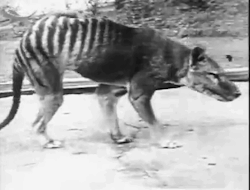 godswastedink:  Thylacine aka the Tasmanian tiger