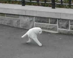 bleproxursox:  unicornology:  b0yfights:  google street view made half a cat i cant breathe it’s the fucking middle stage of an animorph  oh god   