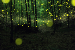 charliec2002:  sixpenceee:    This enchanting forest in the Chūgoku region of Japan, is the home to gold fireflies that charm the area regularly with their blinking sassiness.     be right back, going to Japan.