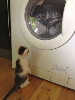 awwww-cute:  I put his favourite blanket in the wash, he sat like this for at least half an hour