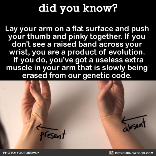 did-you-know:  Lay your arm on a flat surface and push your thumb and pinky together. If you don’t see a raised band across your wrist, you are a product of evolution. If you do, you’ve got a useless extra muscle in your arm that is slowly being erased