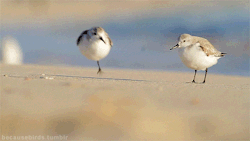 nambroth:  jenntalksnature:  nambroth:  becausebirds:  Fluffy, running Sanderlings! source video   Not saying you didn’t see a truly one-legged sanderling (that happens! and this is just a good prompt for me to talk about this behavior!), but it’s