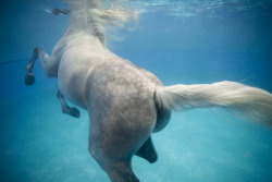 oh man, horses swimming is an awesome thing. And photos of them underwater are surreal &lt;3