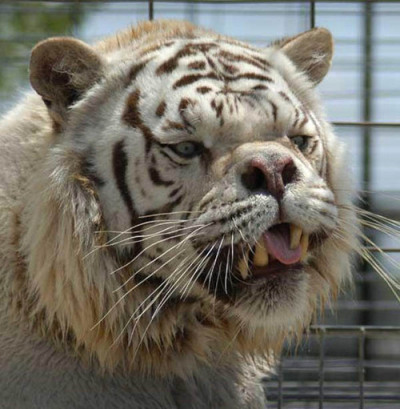 White tiger with down syndrome hairy fuck picture