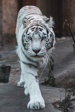 modernambition:  White Tiger | WF 