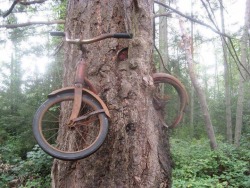 hijabiswag:in 1914, a boy chained his bike to a tree, he never returned.   wait srsly?