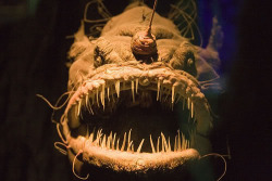 odditiesoflife:  Terrifying Deep Sea Creatures to Feed your Nightmares These weird and scary creatures were found at the deepest part of the world’s oceans located at The Mariana Trench. On March 26, 2012, film director James Cameron became the first