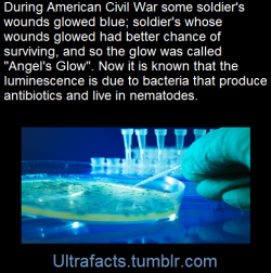 ultrafacts:    As the sun went down after the 1862 Battle of Shiloh during the Civil War, some soldiers noticed that their wounds were glowing a faint blue. Many men waited on the rainy, muddy Tennessee battlefield for two days that April, until medics