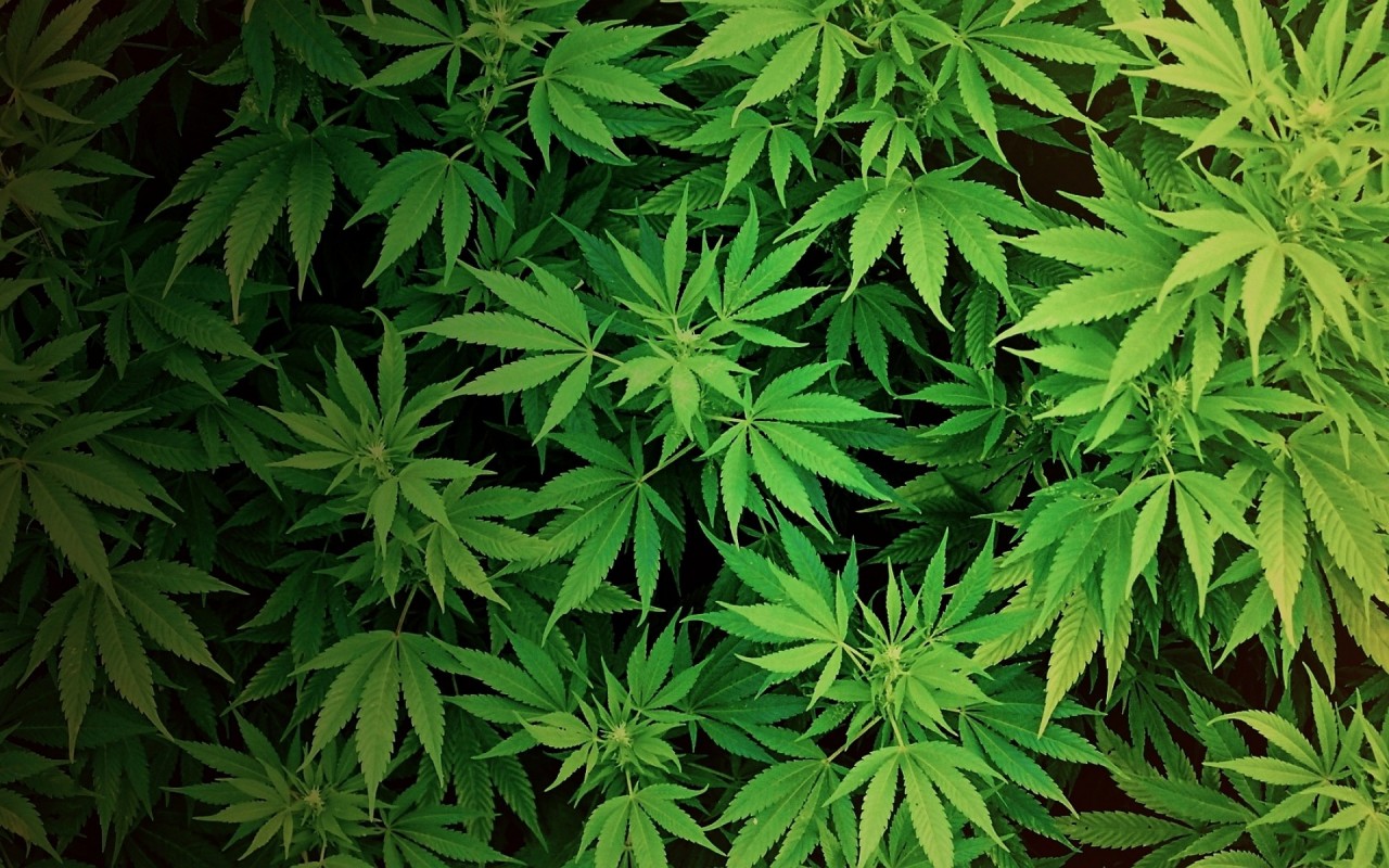 Male marijuana plants flowering