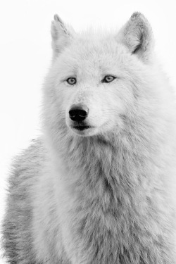 motivationsforlife:  Wolf by Shaun Wilson \ MFL