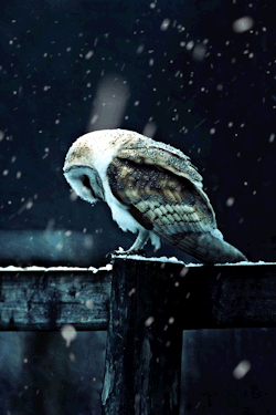 inceration:   I follow back everyone!  Owls will always be my favorite =3