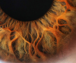 ucsdhealthsciences:Think of an EyeIn this macro close-up of a human eye, two major elements are visible: the pupil and the iris. The pupil, of course, is the central aperture through which light passes to strike the retina. It appears dark because light