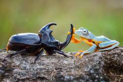 princessjellyfish:  artschoolsucks:  iraffiruse:  Onward, steed!  This happened and humans still think they are the only intelligent life form on earth…  Actually this photo is posed and it’s really quite sad because the frog is showing clear signs