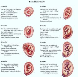doctordconline:  Normal Fetal Growth…  #embryology #gynecology #pediatrics #anatomy #physiology #usmle #usmlestep1 #usmlestep2 #doctor #doctordconline #nhs #nurse #nursing #hospital #patient @doctordconline #mbbs #md 
