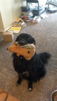 awwww-cute:  She loves showing off her stuffed animal whenever people are over 