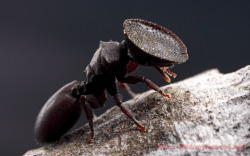 gonatistagrisea:  Cephalotes varians, otherwise known as the door head ant or turtle ant, is a species of ant that uses its bizarre head morphology to form plugs in the holes it inhabits. 