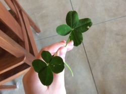 buttnekkidblackgirl: humunanunga:  photoshop-and-chocolate:  photoshop-and-chocolate:  photoshop-and-chocolate:  Jackpot   This is getting kind of ridiculous. There are two five leaves in there somewhere    I lost count  This is the lucky clover bouquet.