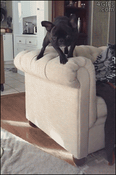 4gifs:  Accidental mid-air dog collision. [video] 