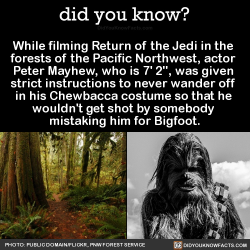 did-you-kno: While filming Return of the Jedi in the  forests of the Pacific Northwest, actor  Peter Mayhew, who is 7’ 2&quot;, was given  strict instructions to never wander off  in his Chewbacca costume so that he  wouldn’t get shot by somebody