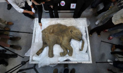 wildcat2030:   Woolly mammoth DNA may lead to a resurrection of the ancient beast Technical and ethical challenges abound after first hurdle of taking cells from millennia-old bodies is cleared  The pioneering scientist who created Dolly the sheep has