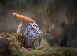 namk1:    A beautiful tiny owl taking shelter from the rain underneath a mushroom.Great image by - Tanja Brandt   