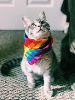 saltedwounds:Pride cats 🏳️‍🌈