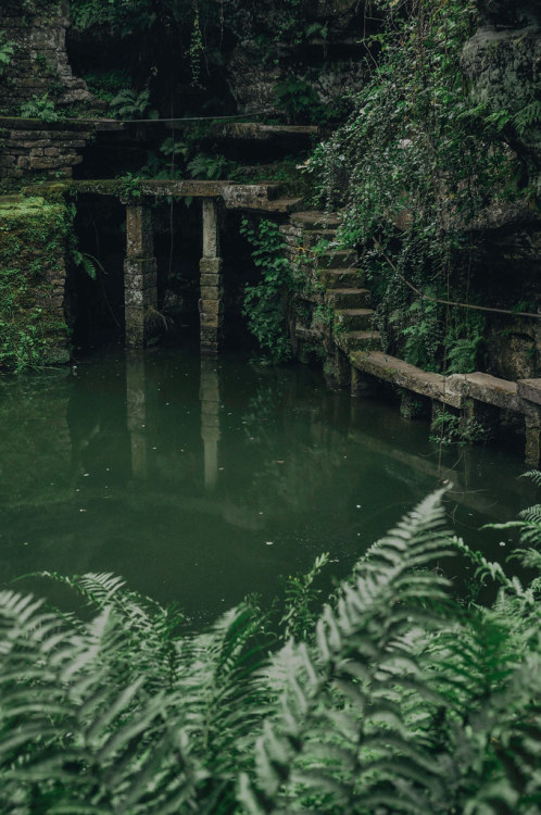 expressions-of-nature:  Welcome to the Jungle by *M.*