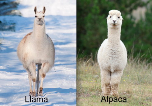 llama on Tumblr