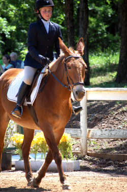 train-to-win:  conformationallycompromised:  pelham-bits:  thecityhorse:  last-stop-lullabies:  canoncanter:  fivegaited:  thecityhorse:  “mules don’t belong in the hunter/jumper ring”Everyone laughed at B and Neenah when they entered the ring last
