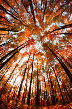 whiletheleavesfall:  autumn-maple:  Bottom Up Fall  autumn babe. 