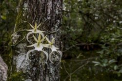 typhlonectes:  Scientists preserve the endangered ghost orchid Date:January 26, 2016Source:University of Florida Institute of Food and Agricultural Sciences  This rare orchid is unique for several reasons. First, it resembles a ghost when its white flower