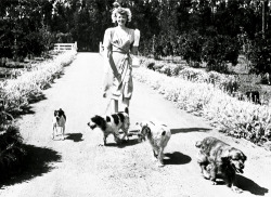 lucille&ndash;ball-blog:  Lucille Ball photographed with her dogs, 1940s 
