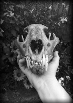 birbbones:  Antique Leopard Skull
