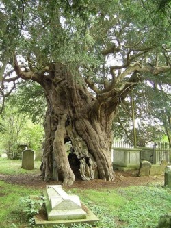 “In some types of Christianity, yew is planted around graveyards not only to remind visitors of eternal life but to keep the dead from wandering from their graves before Judgment Day. Some Norse Pagans believed that precisely because yew stood between